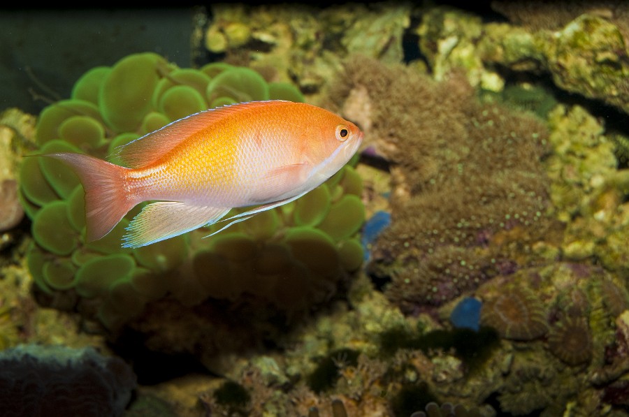 Orange Anthias in Saltwater Aquarium